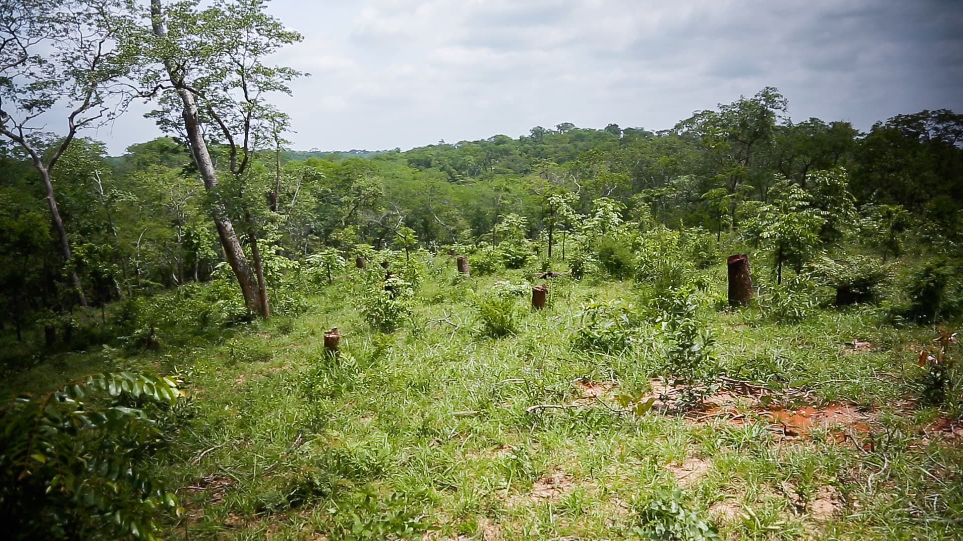 This recently cut village-owned charcoal plot is one of 24 that will be harvested in rotation over 24 years, at which point program organizers hope the forest will be completely regenerated and ready for harvest again. By leaving at least two feet of stum