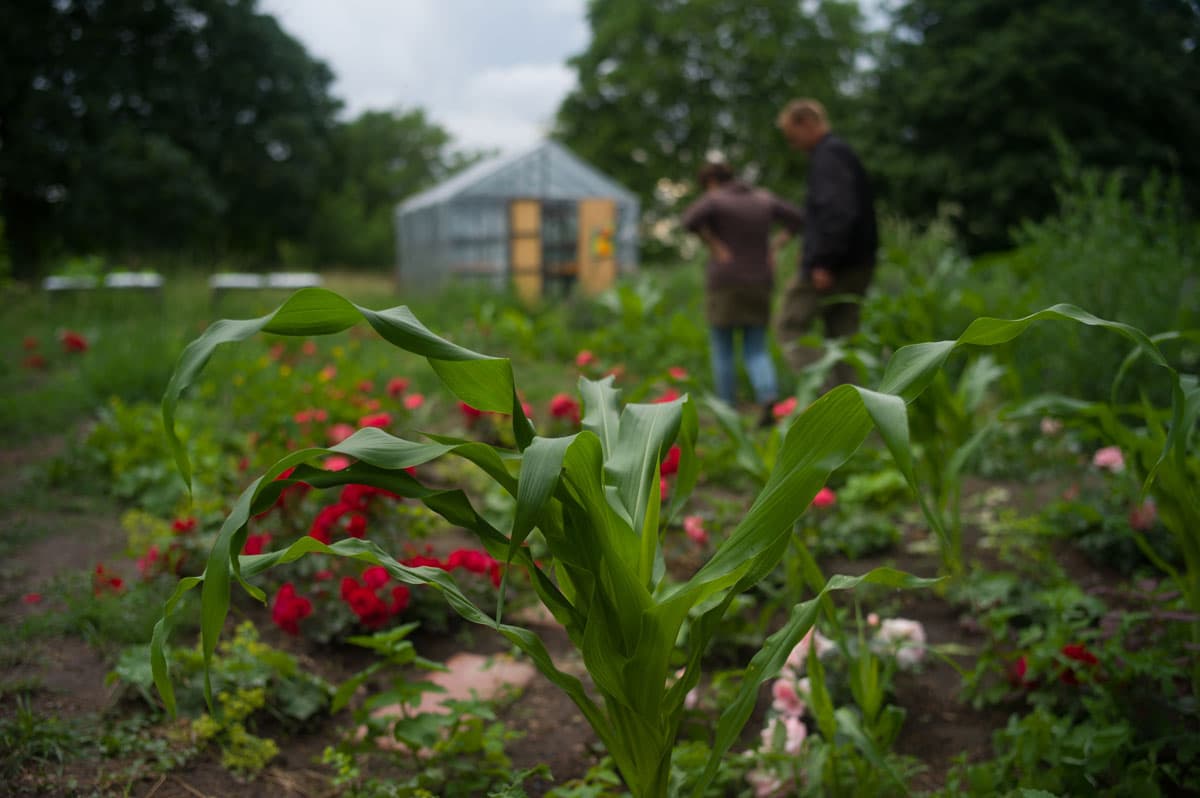 Due to poor soil, the garden in the retired segment of the cemetery of the Jerusalem Church is primarily for flowers, but spread between the roses and marigolds is the occasional stalk of corn or a head of lettuce.
