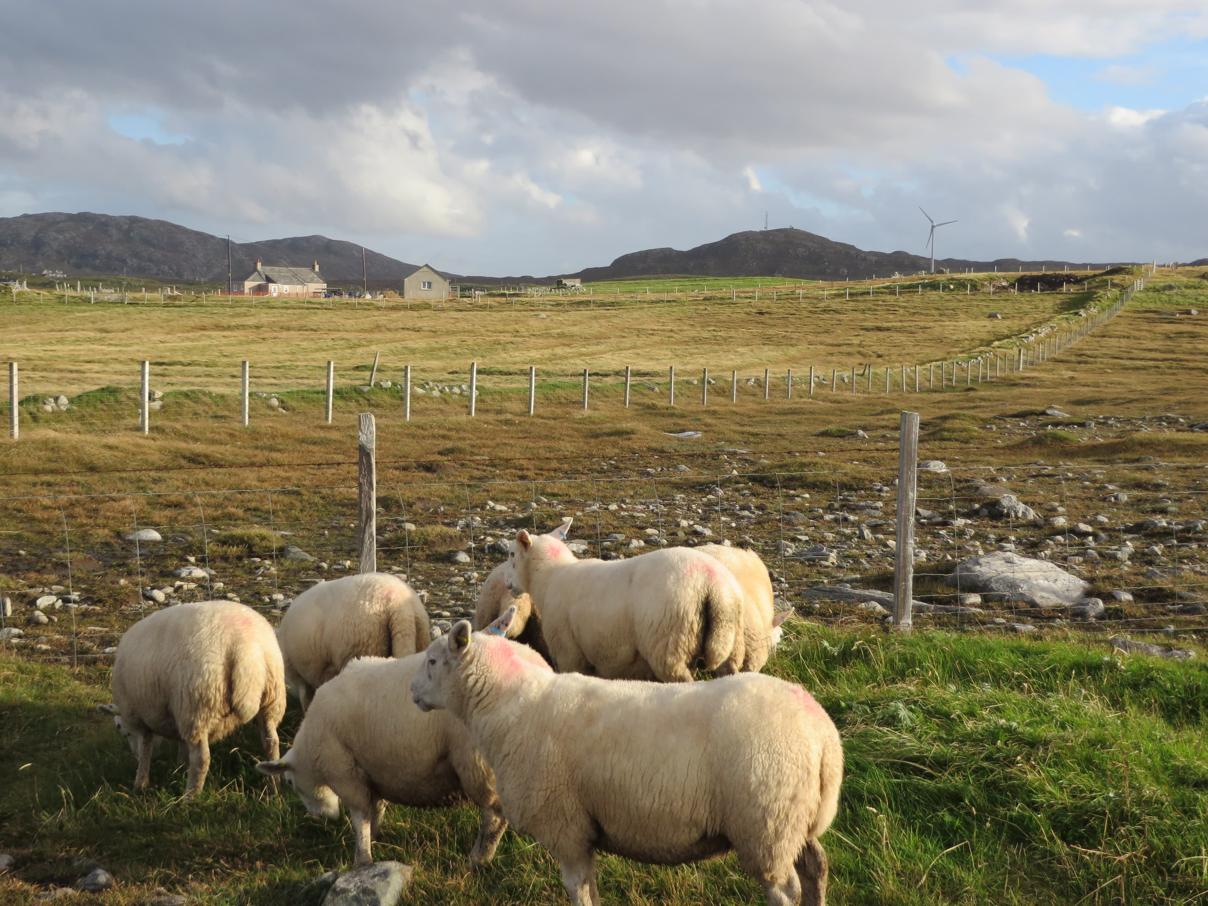 The Isle of Lewis of Scotland's northwest coast has harsh weather and almost no trees. It's where Donald Trump's mother was raised, and he still has family there.