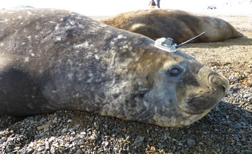 Seal with a tracking tag