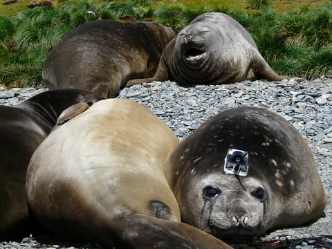 An adult female Southern elephant seal