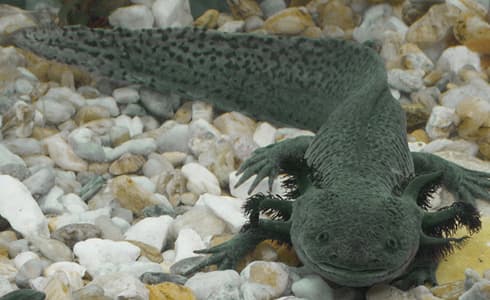 axolotls