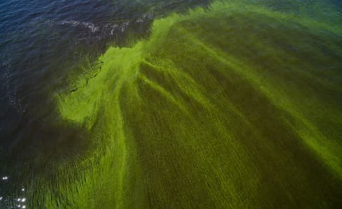 Algae bloom