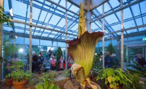 Corpse flower