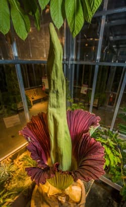 Corpse flower