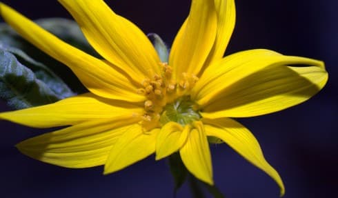 Don Pettit’s space sunflower in full bloom. Photo by Don Pettit/NASA