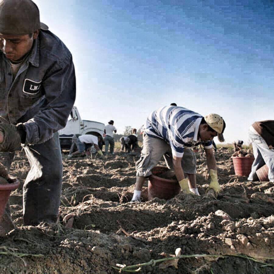 In a field in North Carolina, young men and boys pick yams.