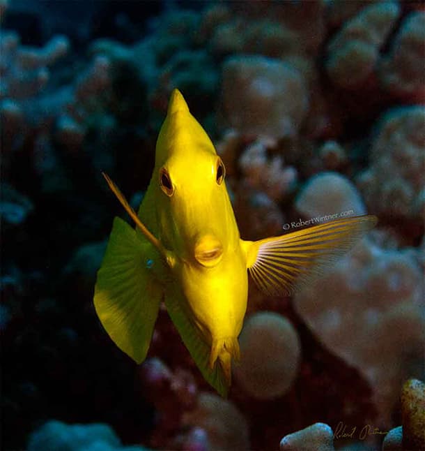 Yellow Tang