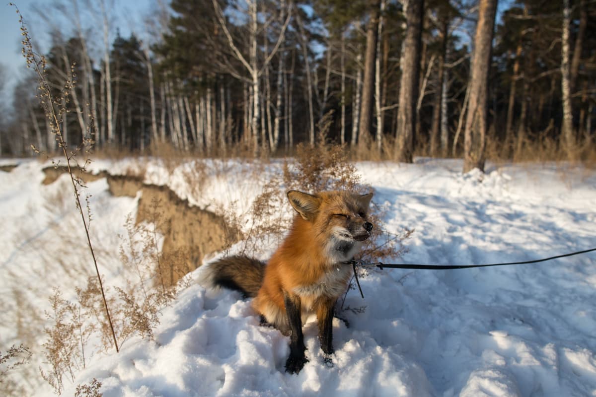 Viliya basks in the setting Siberian sun on the banks of the Ob River.