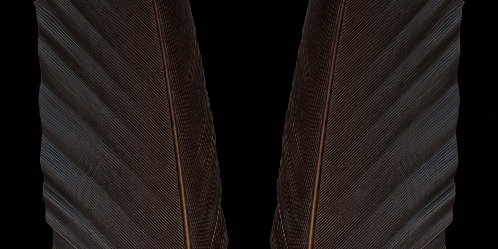 Photo of a bald eagle’s wing