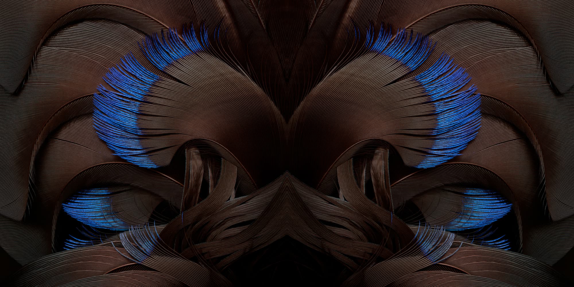 The black sicklebill