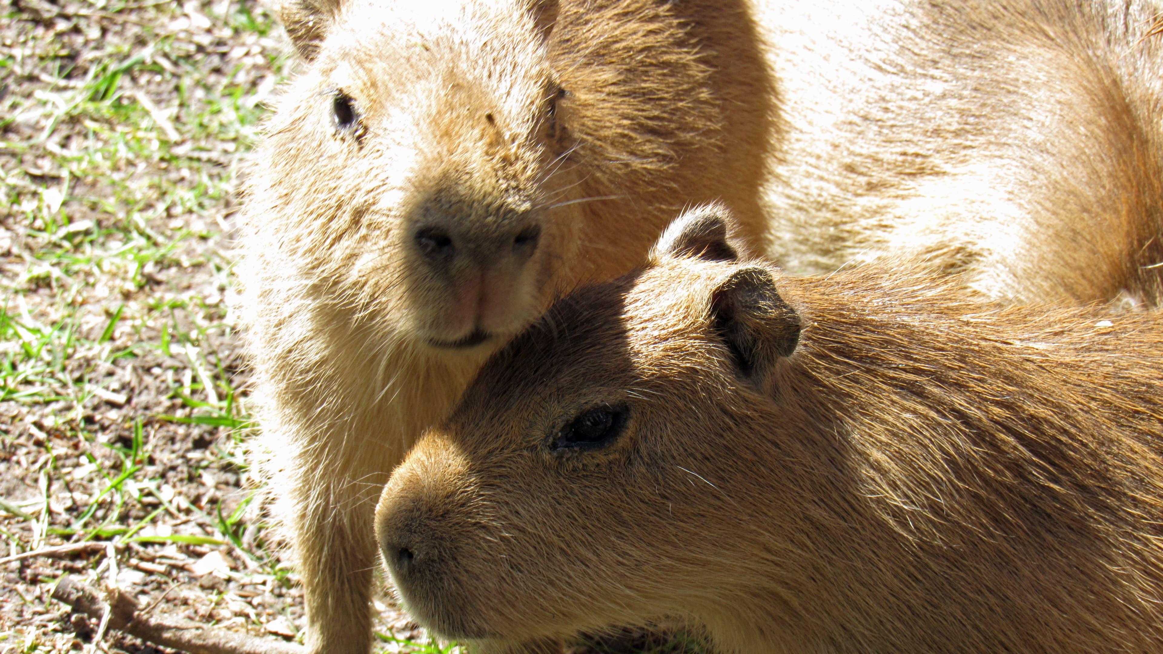 The capy-babies don't have names yet. The zoo is asking the public to suggest names for them.