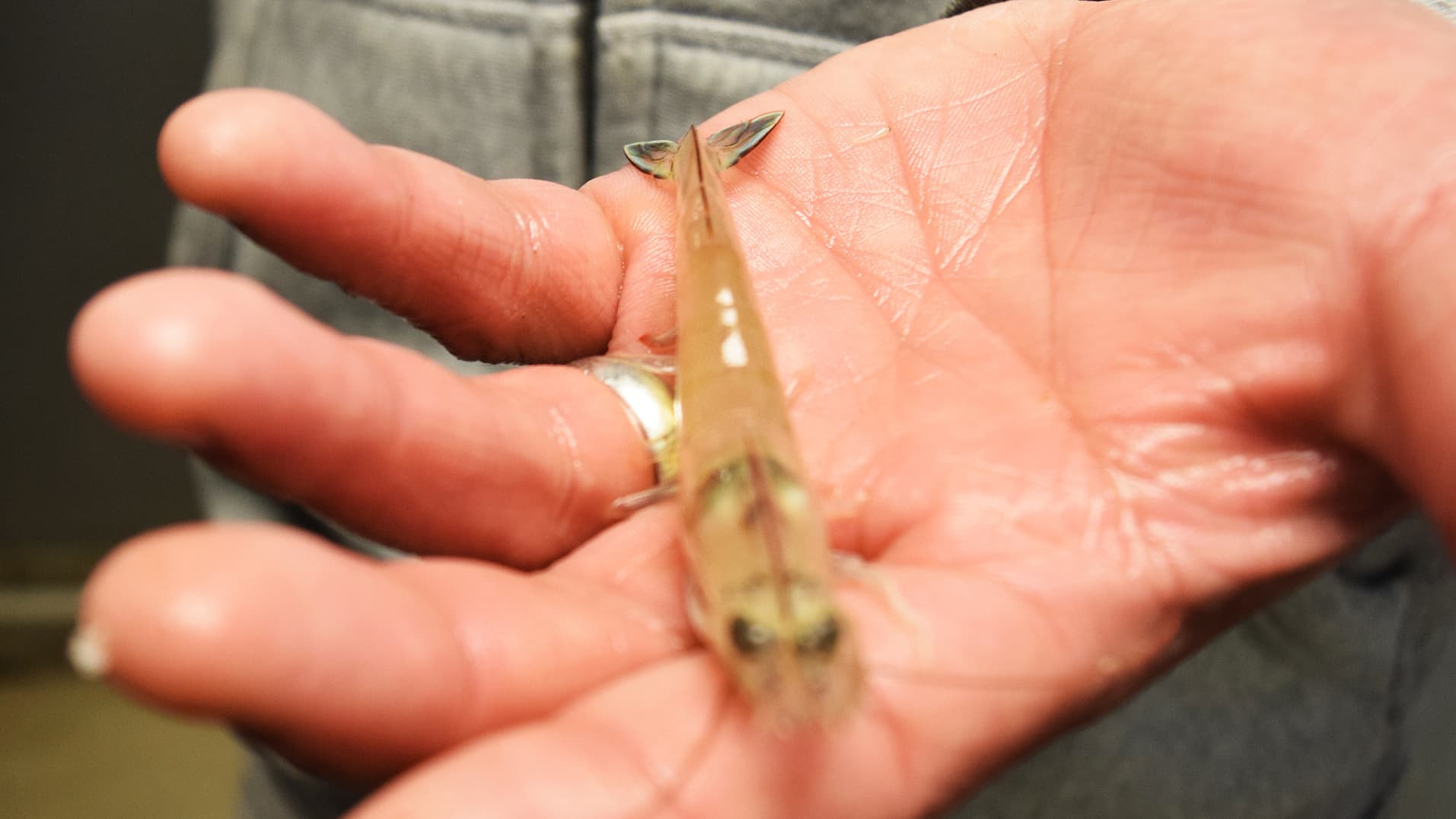 The vats are covered in tarps to keep the shrimp from jumping out.