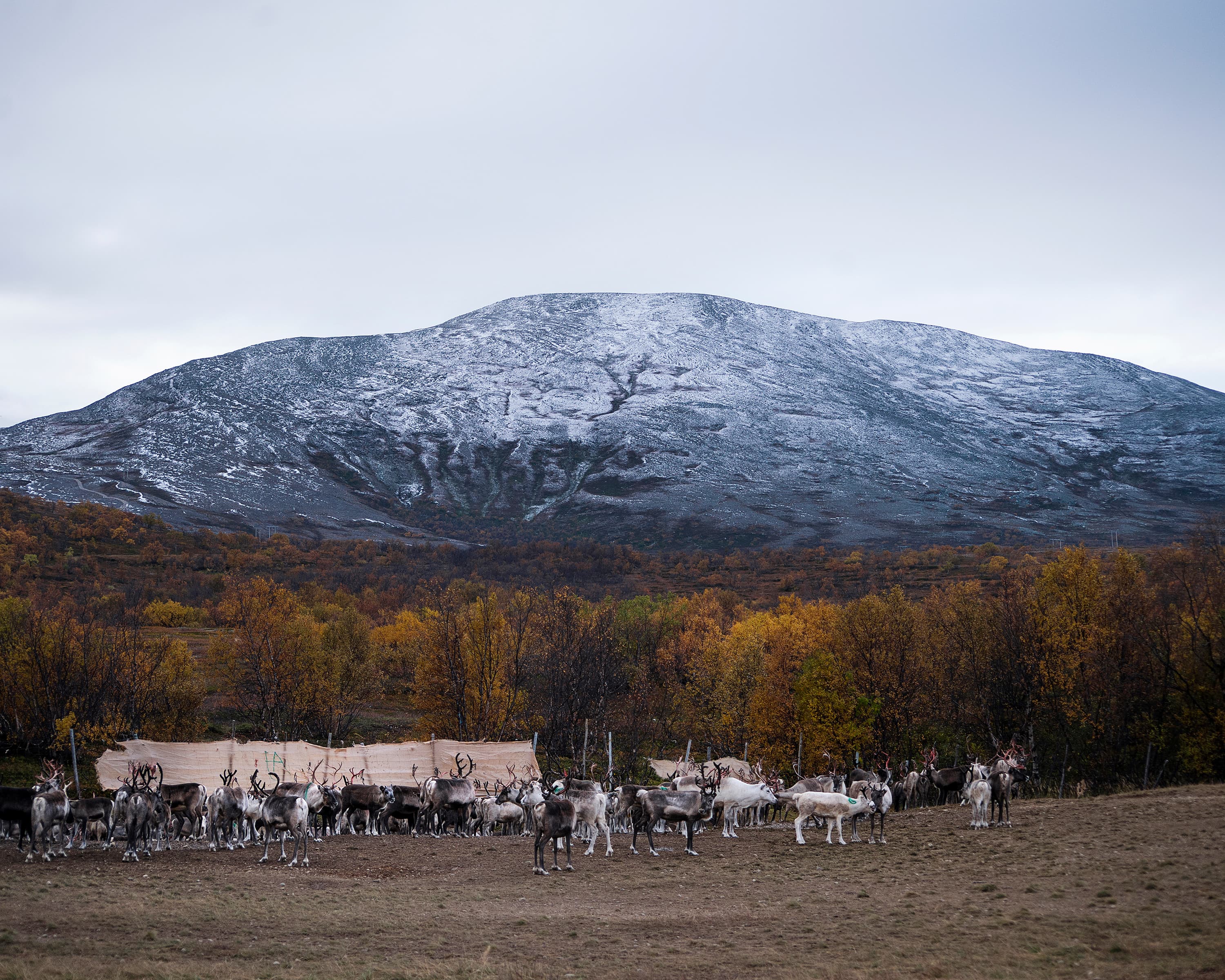 A herd of reindeers tended by the Sami takes a rest under a mountain in Finnmark, northern Norway.