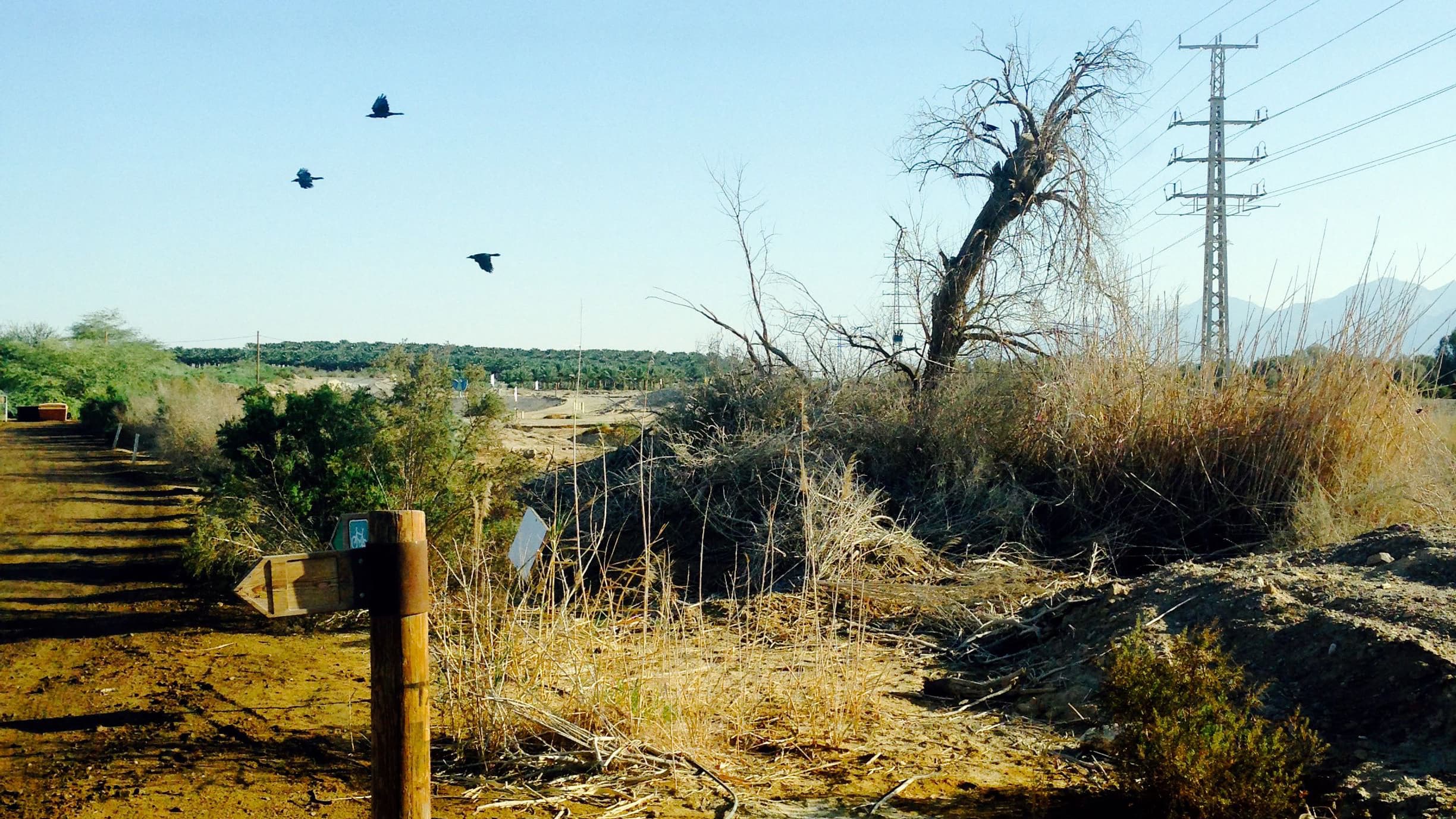 Crows fleeing from a tree after 