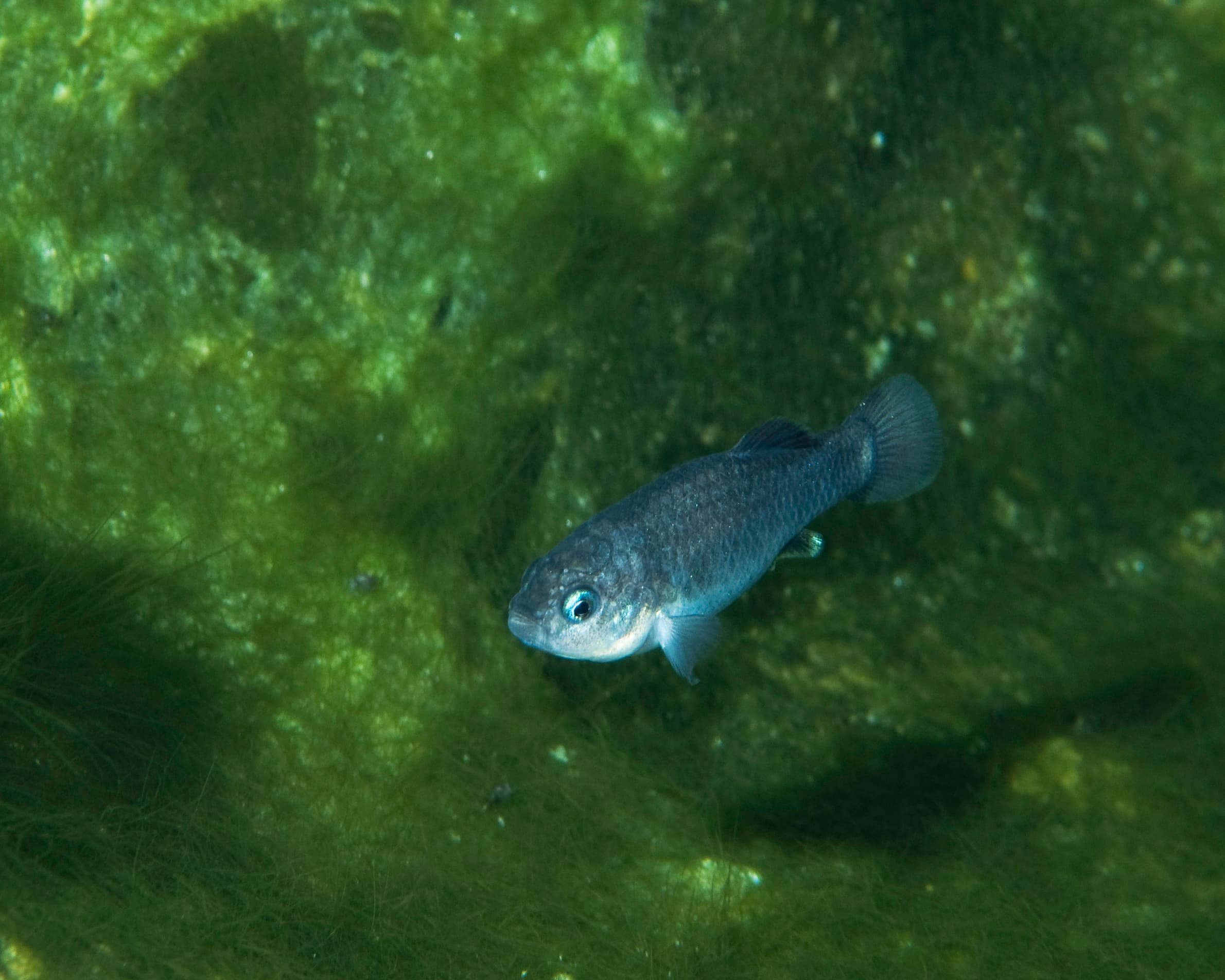 Devils Hole pupfish
