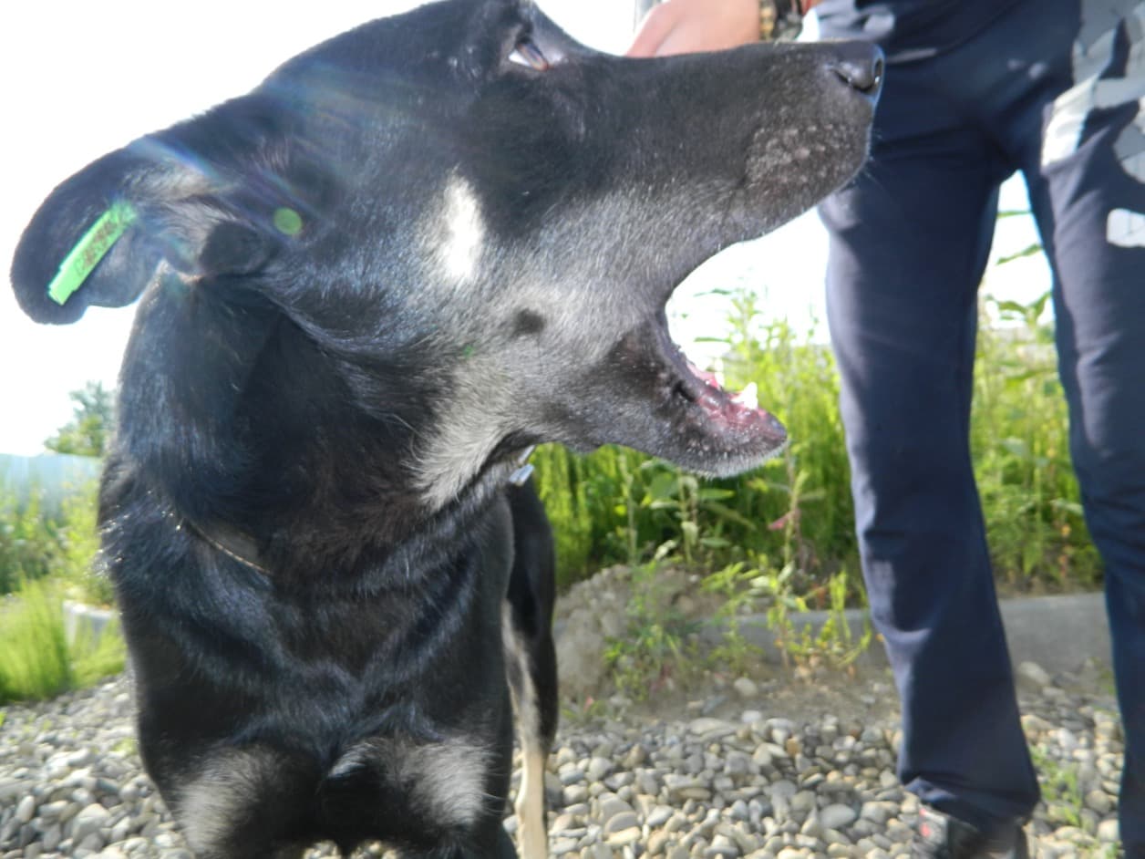 A stray dog with an ear tag in Chernivtsi.