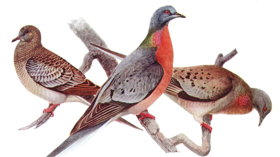 Passenger pigeons