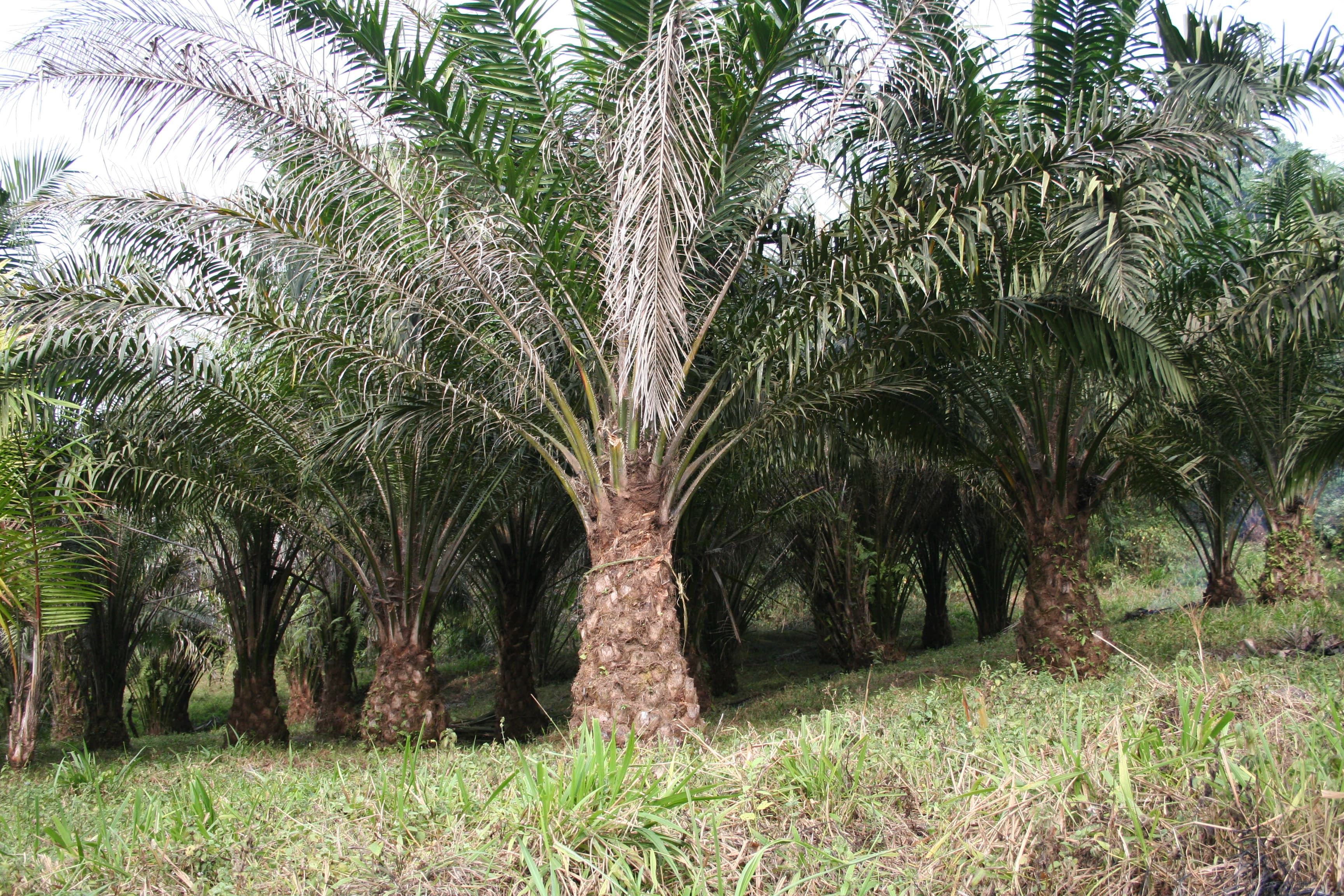 Oil palm trees