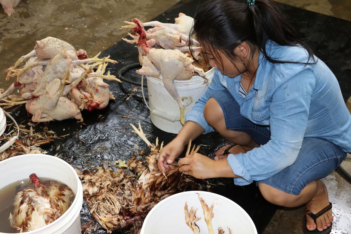 A woman de-feathers chickens at Leach farms.