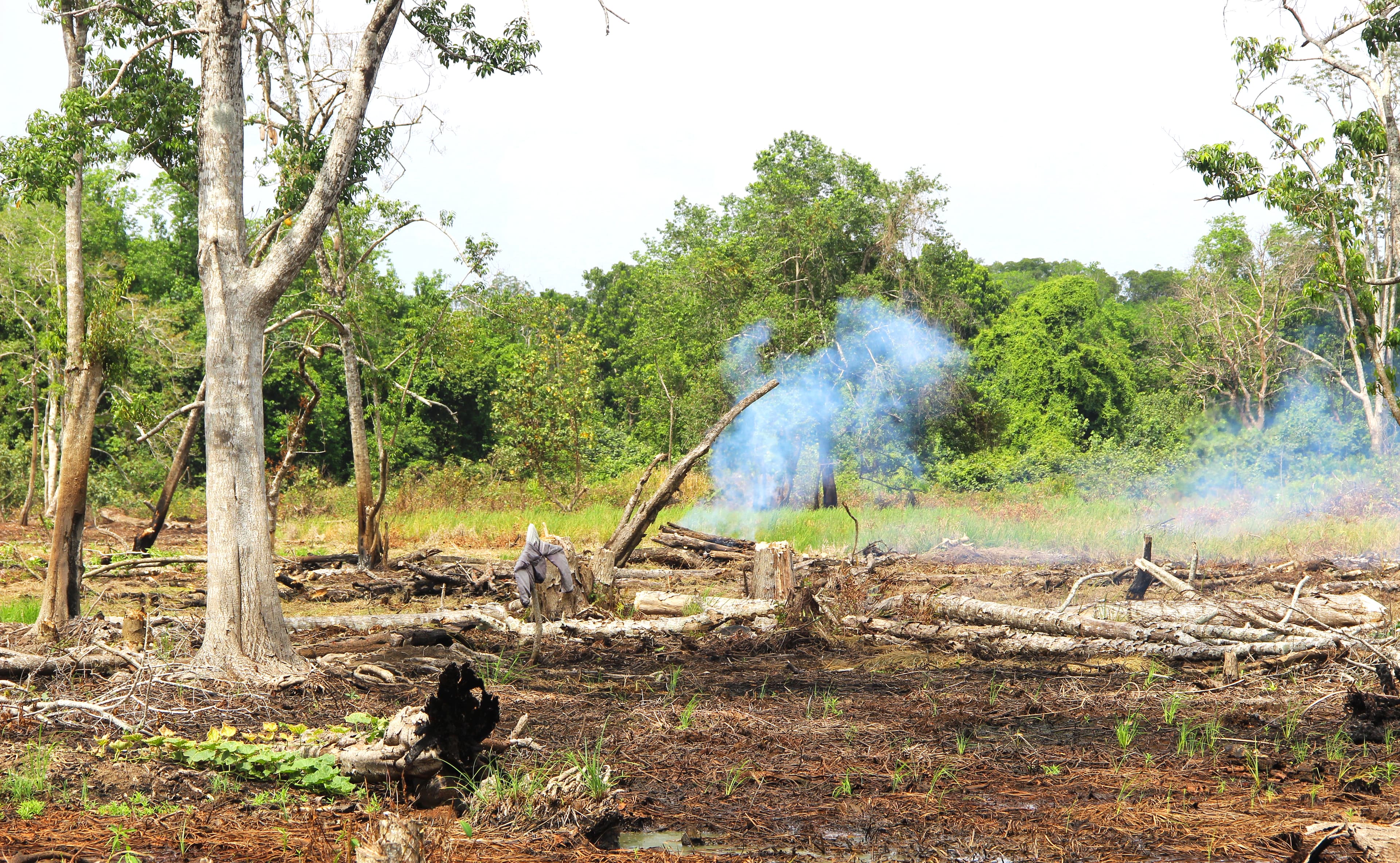 Forest burning