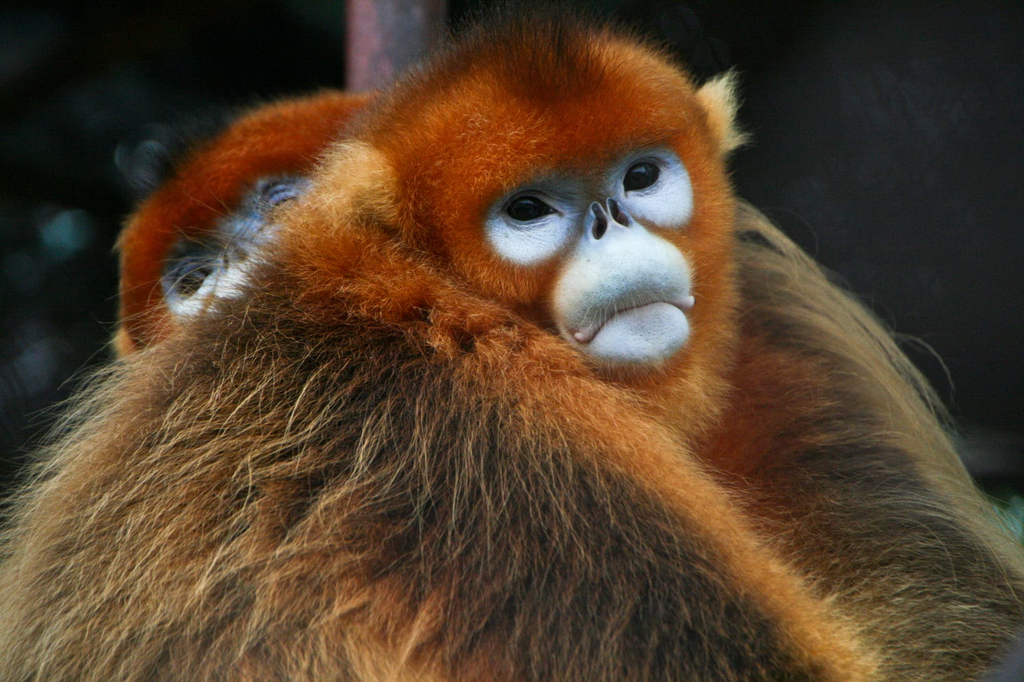 The golden snub-nosed monkey could be saved by a new law in China.