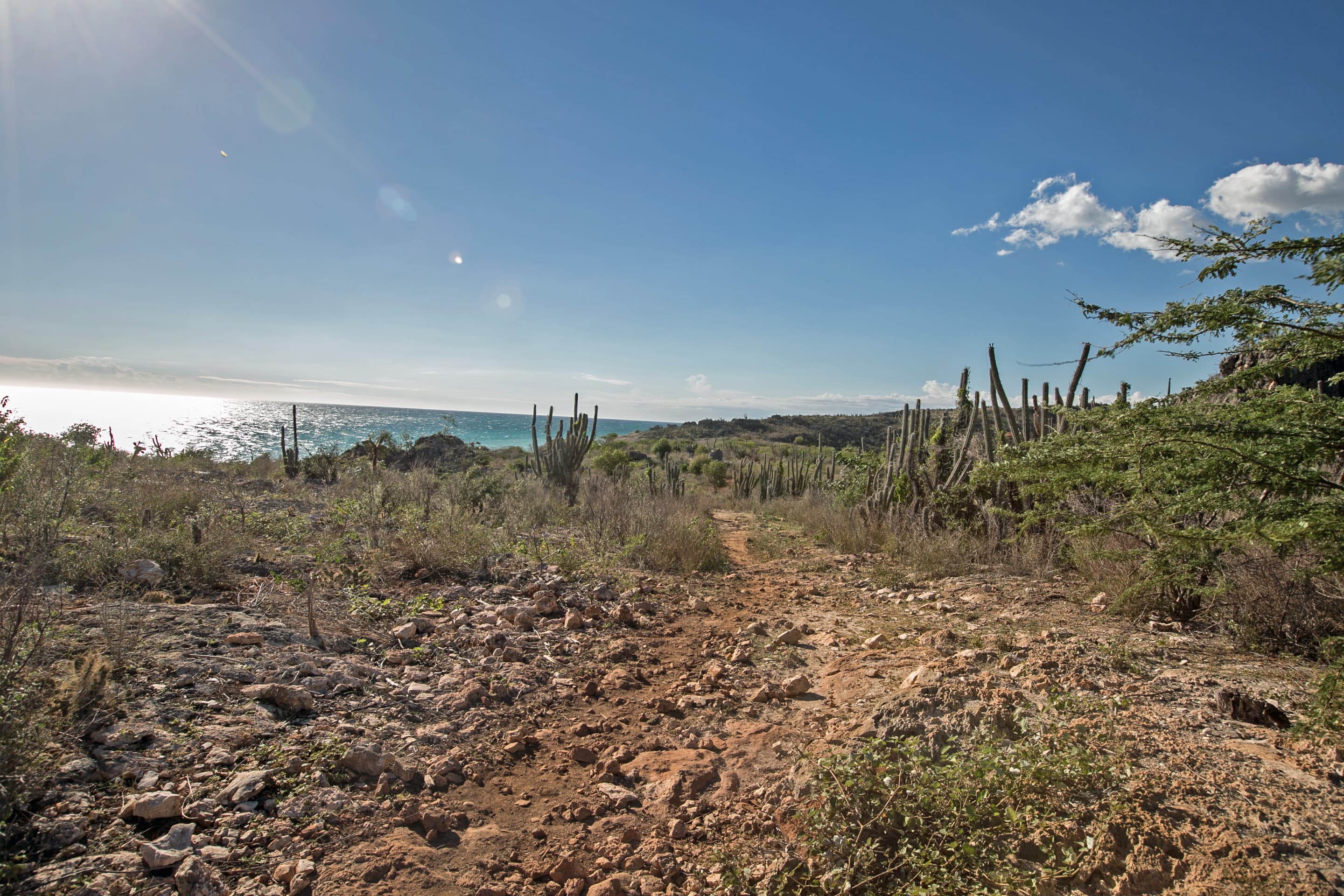 The small population of Ricord's iguanas on this isolated stretch of scrubland in Anse-a-Pitres, Haiti, is one of only three remnant populations of the species on the entire island of Hispaniola. Since the population was discovered, volunteer conservation