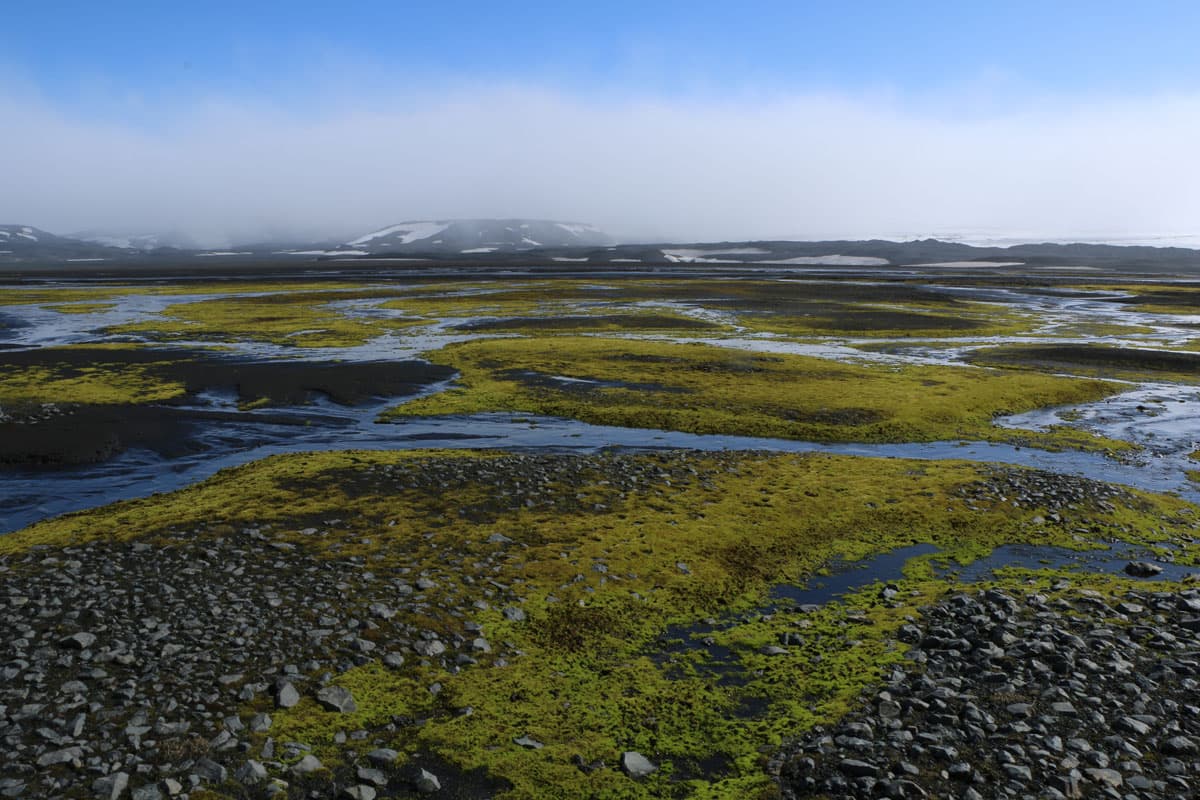 Only the most tenacious of organisms can survive the conditions of the Iceland Highlands, like this moss hugging the ground.