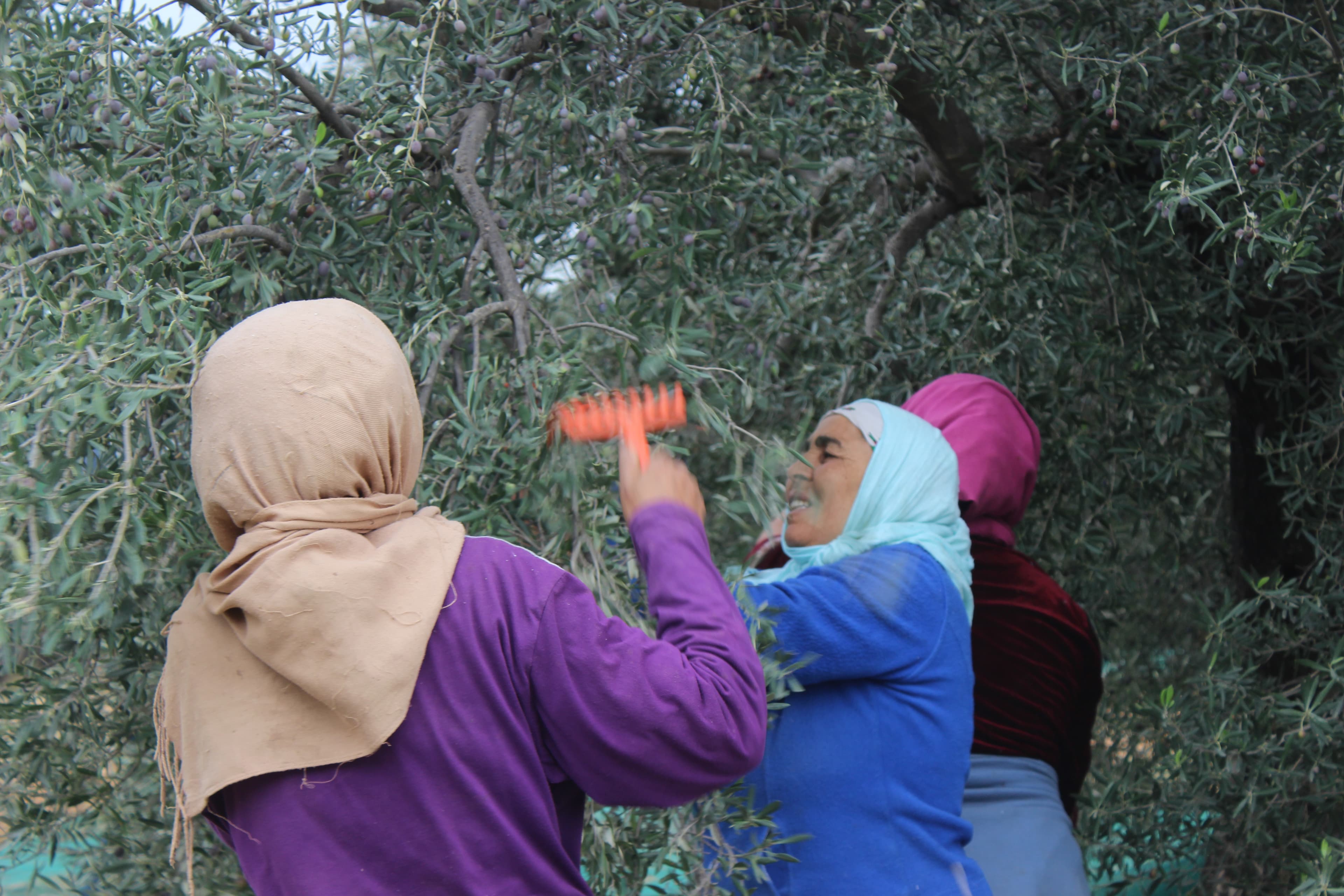 Olives being harvested