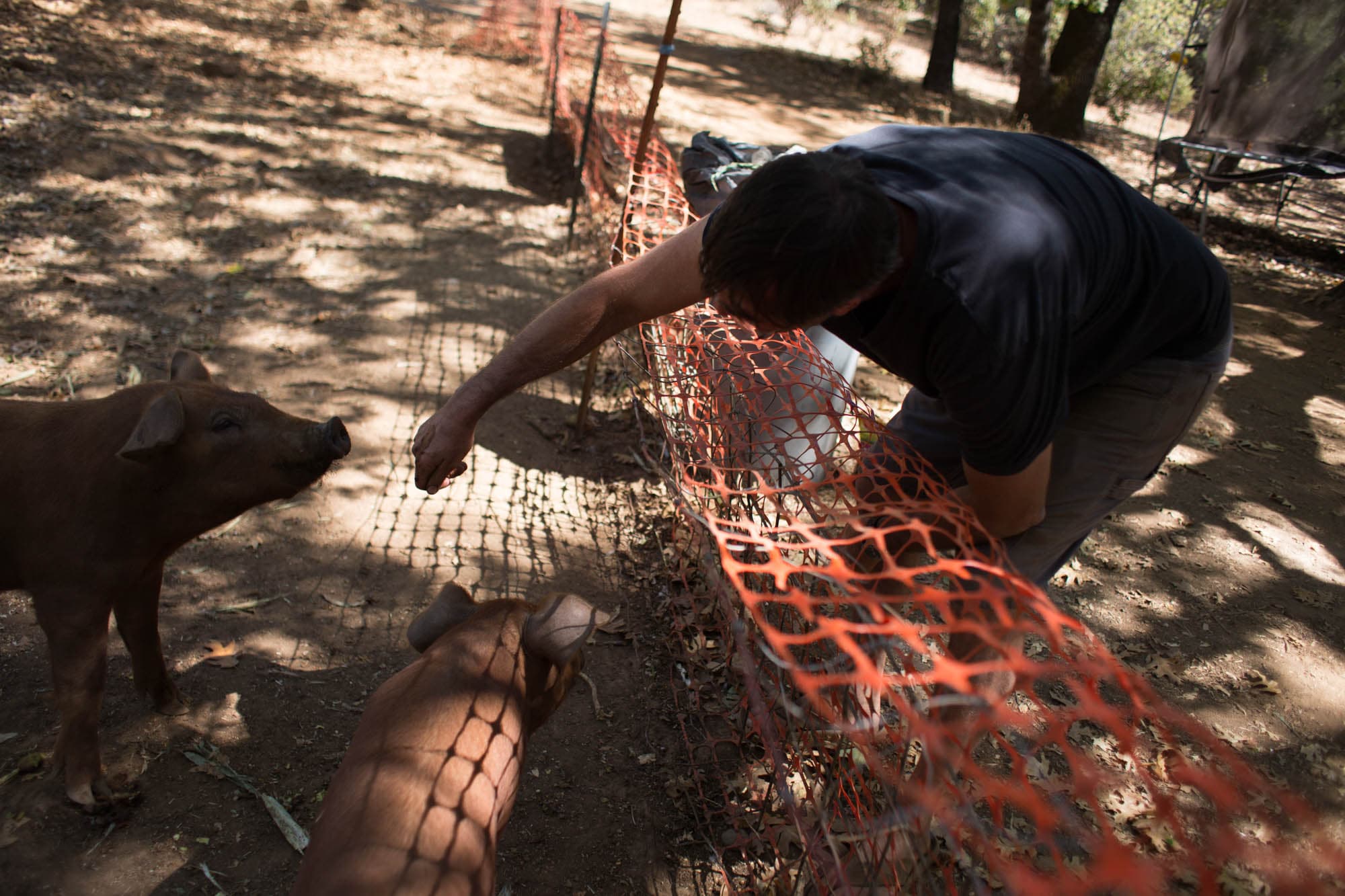 The pigs Ava and Adamo are part of Caspi's bio-dynamic farming, helping recycle nutrients and hold water in the soil. 