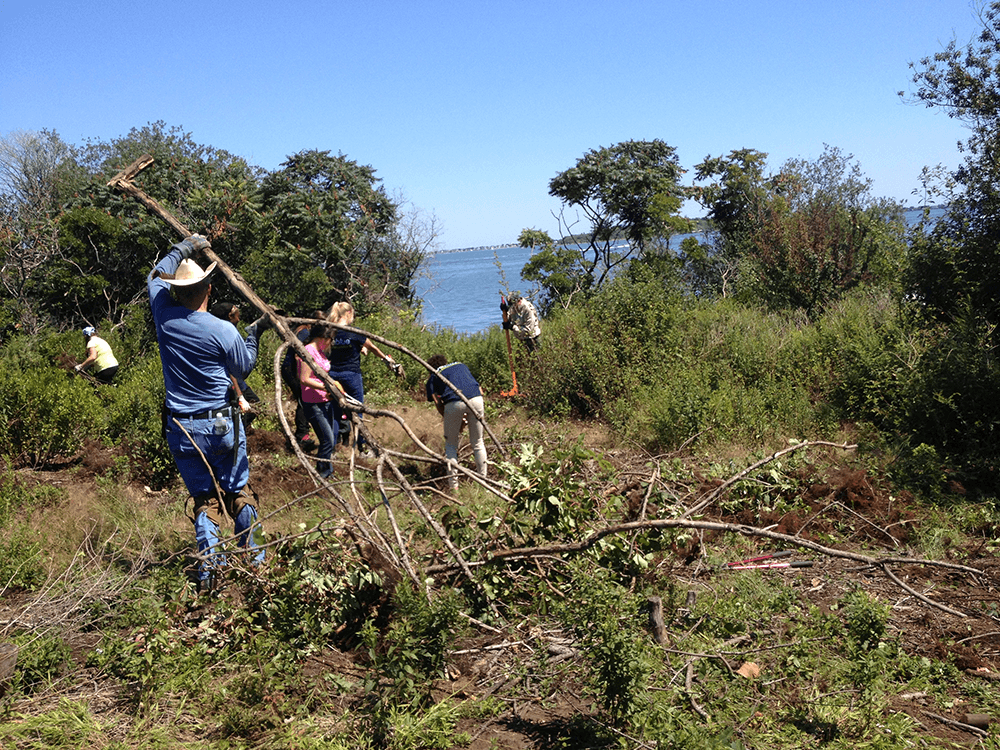 Volunteer Bob Walsh drags away buckthorn branches. (Photo: Olivia Powers)