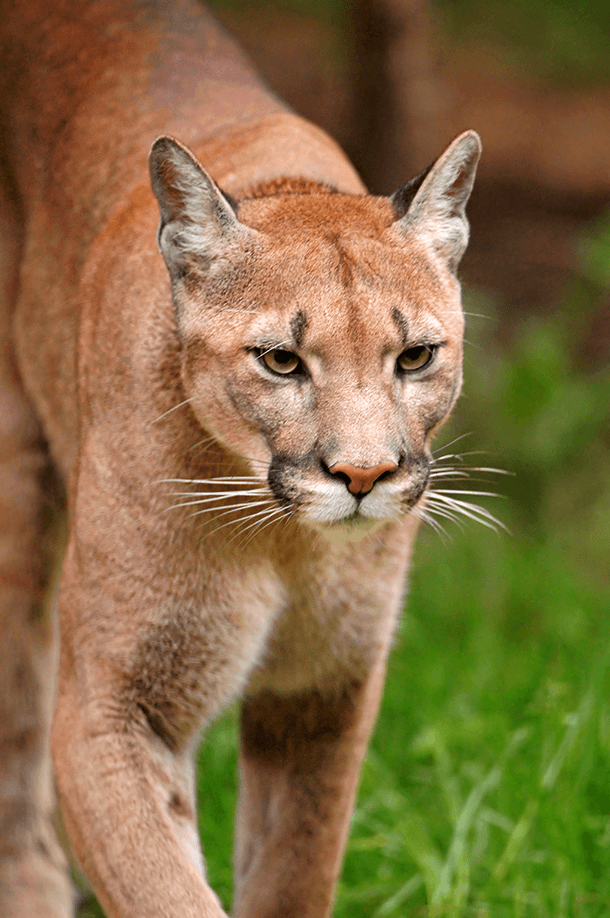 The Black Hills of South Dakota have a glut of mountain lions -- so some of the young males must leave the place of their birth. (Photo: Tambako the Jaguar, Flickr CC BY-ND 2.0)