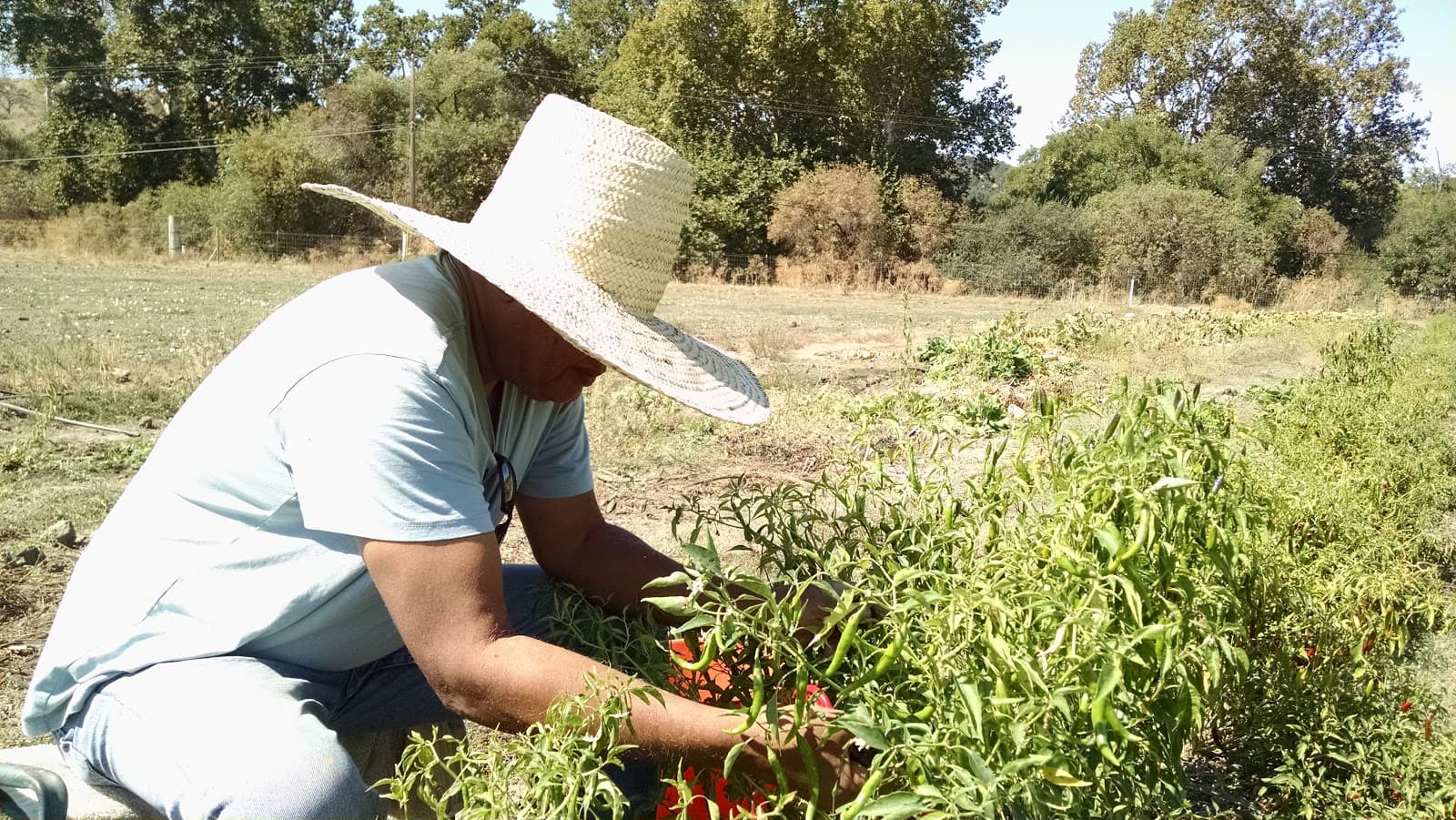 Menkir Tamrath picks peppers at his farm for his spice blends. He says when he was a kid in Ethiopia his father never set foot in the kitchen.
