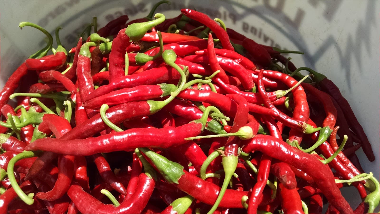 Red Mimita peppers grown on Menkir Tamrath's farm. He'll dry and crush them for an Ethiopian spice mix.