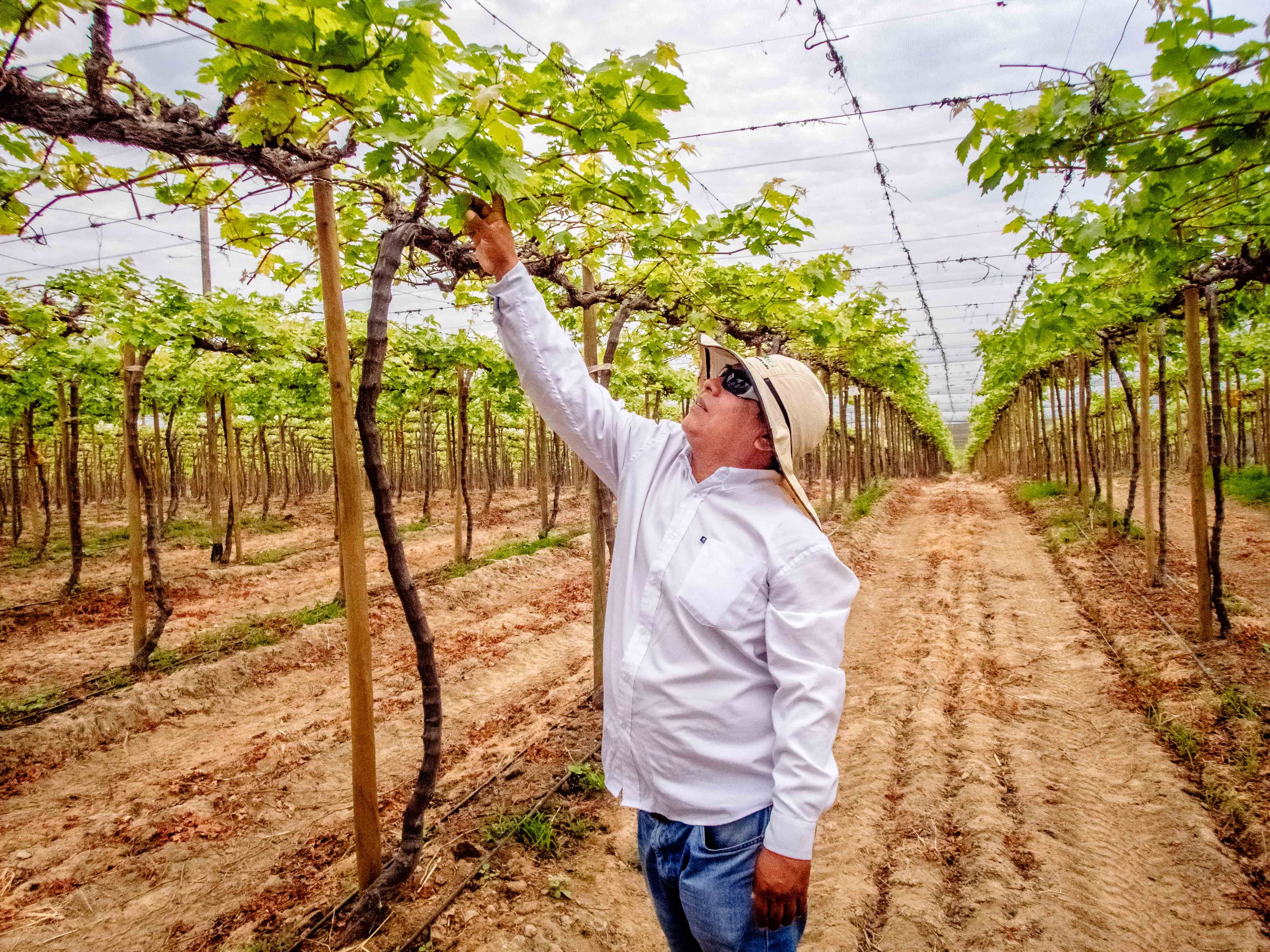 Grape farm, Piura, Peru
