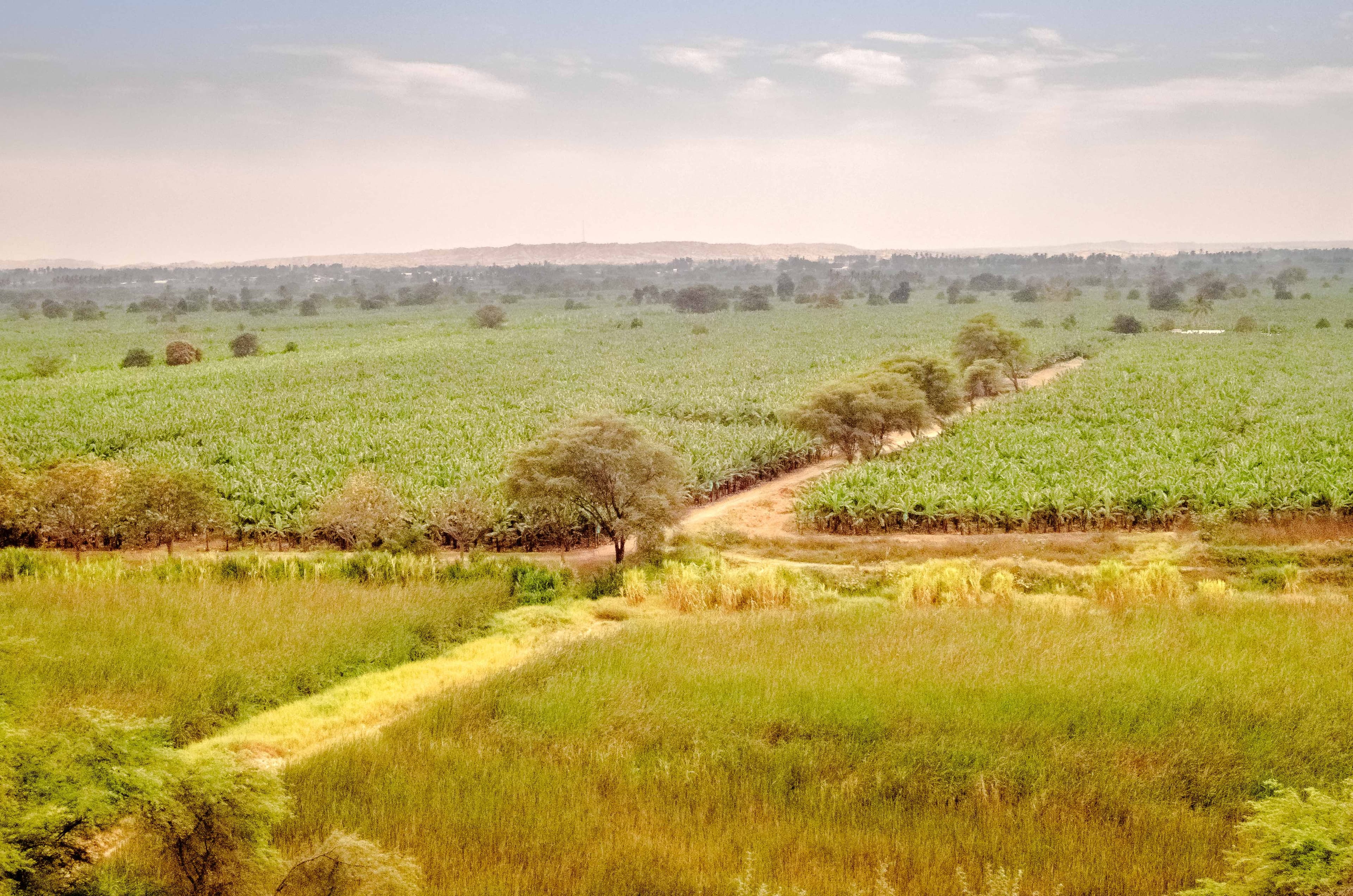 Piura farm lands