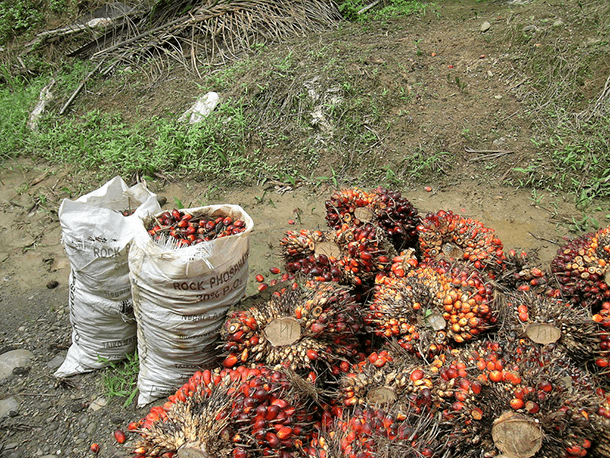 Elaeis guineensis — an oil palm tree