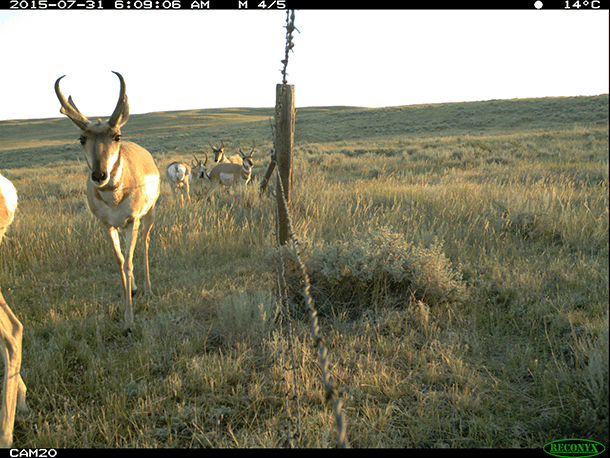 Pronghorn walking