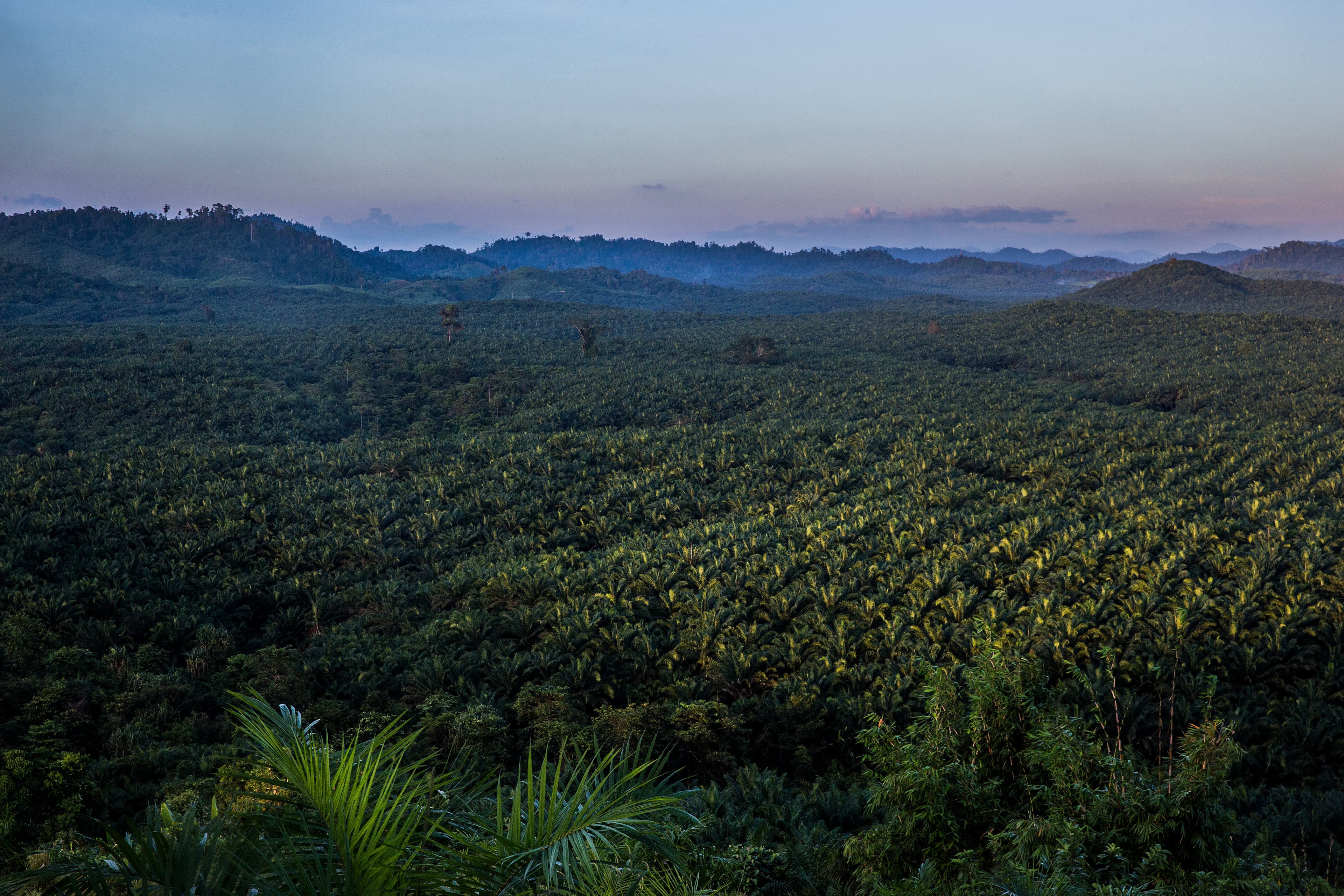 A view of a palm oil plantation outside Kawthaung, Myanmar, Nov. 14, 2016. Huge plantations were built after thousands of acres of rainforest was cleared in southern Myanmar.