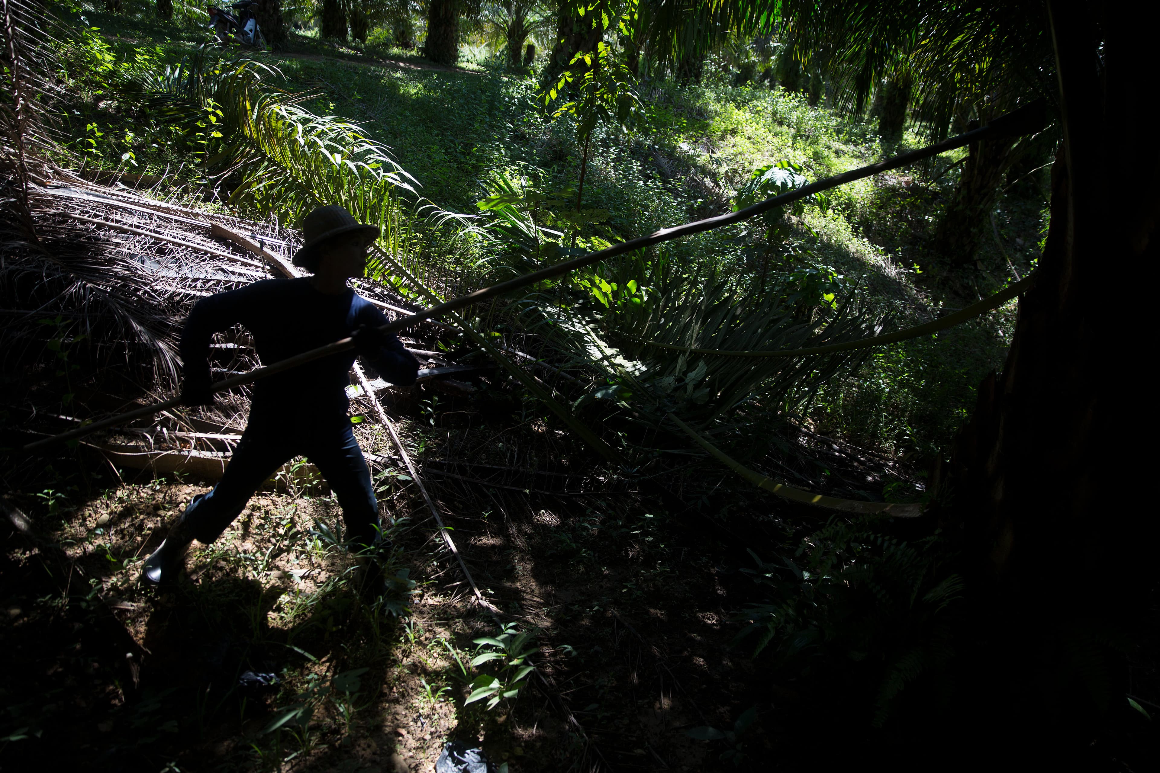 A worker harvests palm fruit at Asia World palm oil plantation in Bank Mae Village, Myanmar, Nov. 11, 2016.