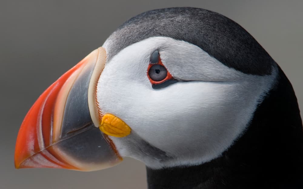 Puffin close-up.