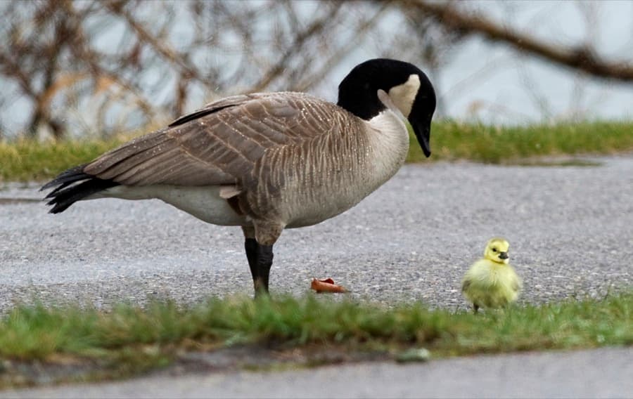 A Canada goose looks at her newly born chick at the Bow River in Calgary, Alberta.
