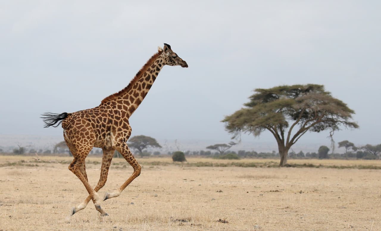 giraffes Amboseli Kenya