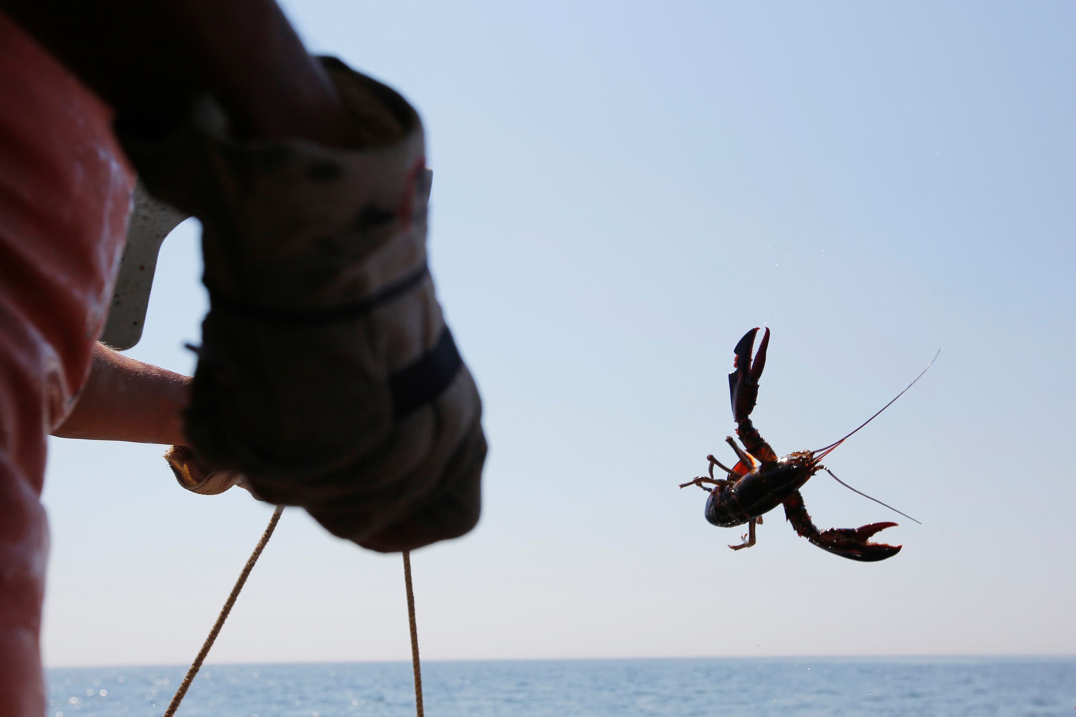 Lobsterman Steve Train tosses a lobster back into the sea while hauling traps in his boat 