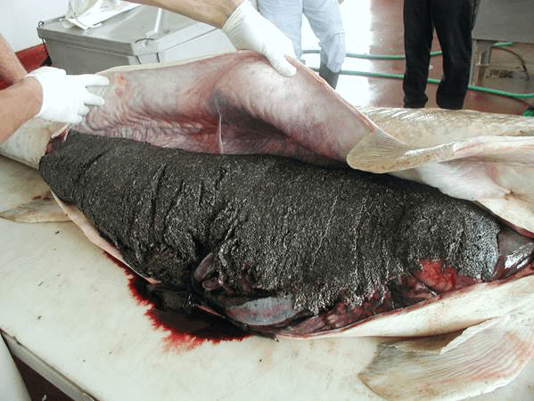 Sturgeon roe