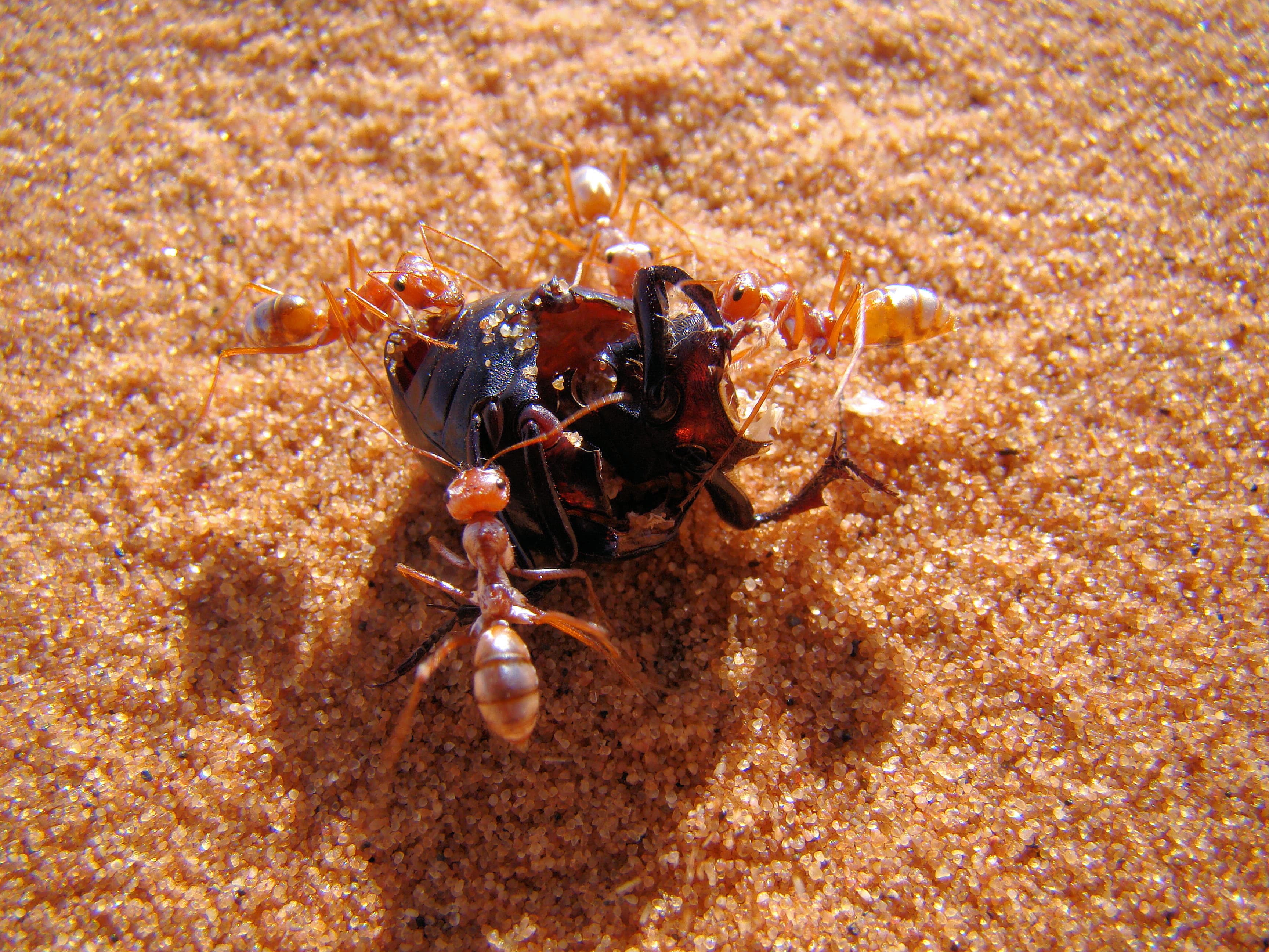Saharan silver ant