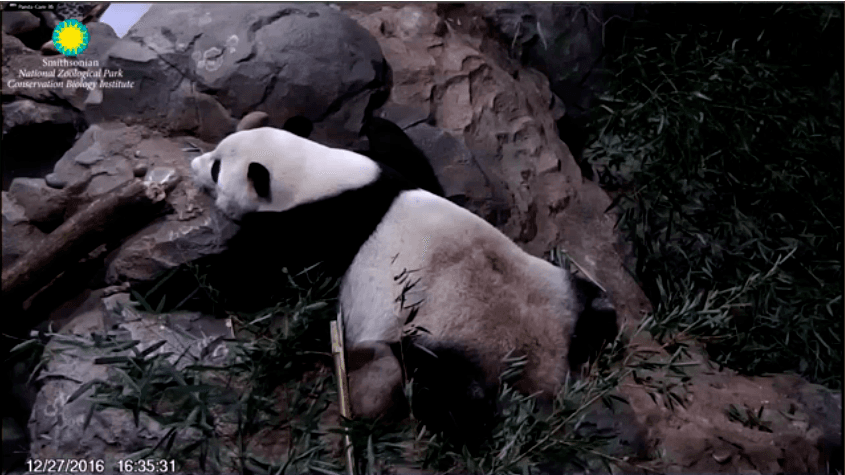 Or just a panda lying around!