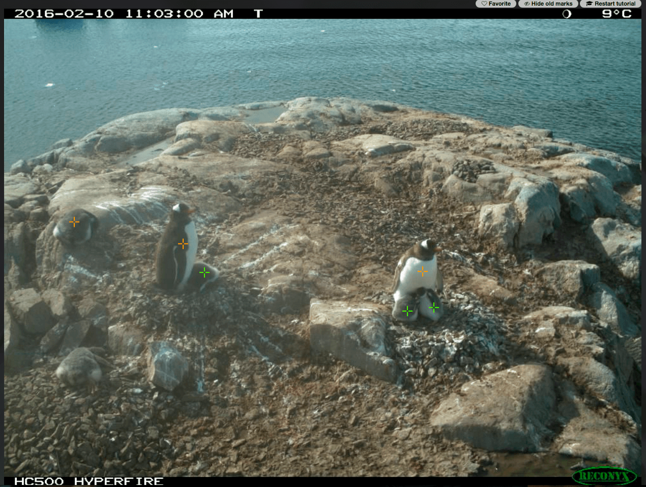 PenguinWatch.org lets people count penguins for the sake of science.