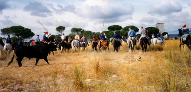 Festivities of Toro de la Vega. (Photo: Juanjo Toreador/Wikipedia)