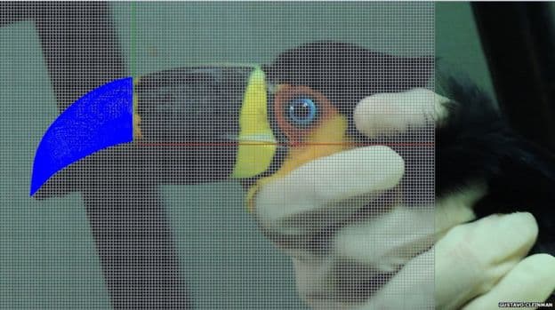 The prosthesis is about an 1.5in long and replaces the upper part of the beak.